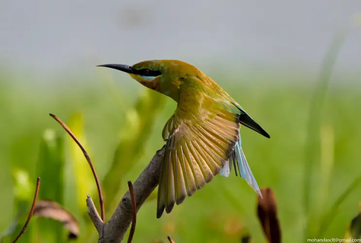 Blue-tailed bee-eater at Kadamakkudy | Kerala | India